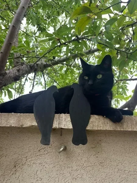 קולב קיר בצורת חתול